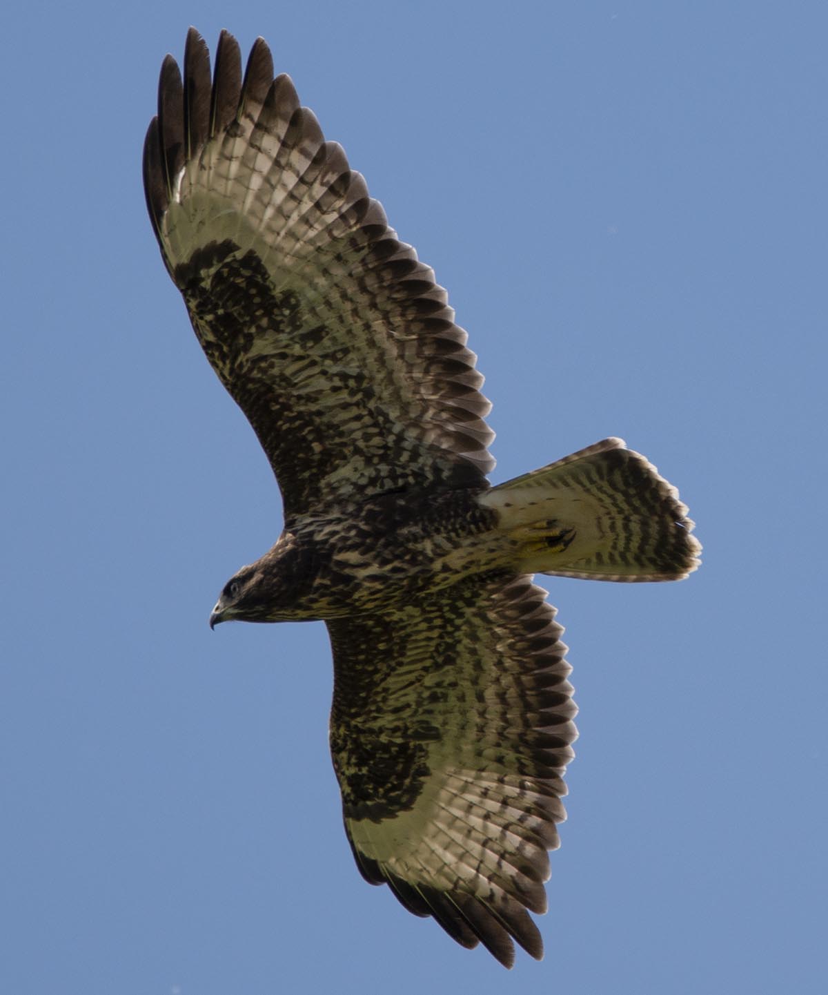 im Flug